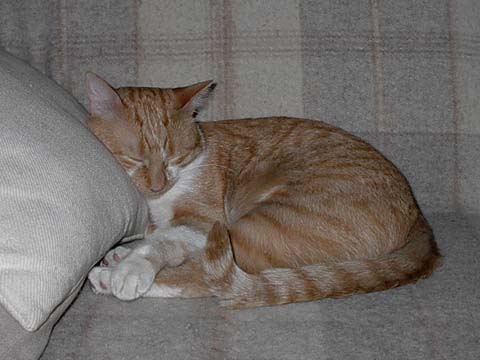 Pixel